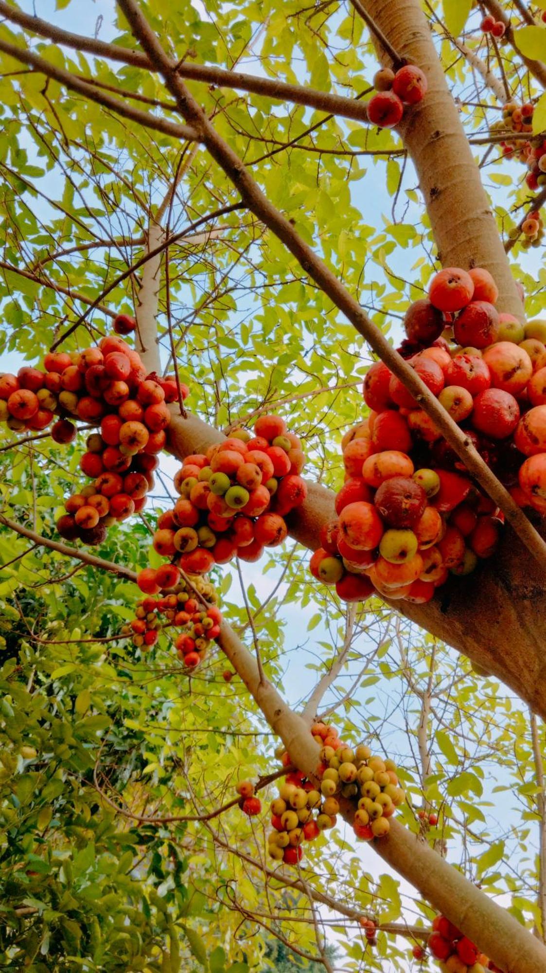 Hang Mua Eco Garden Xuan Son Luaran gambar