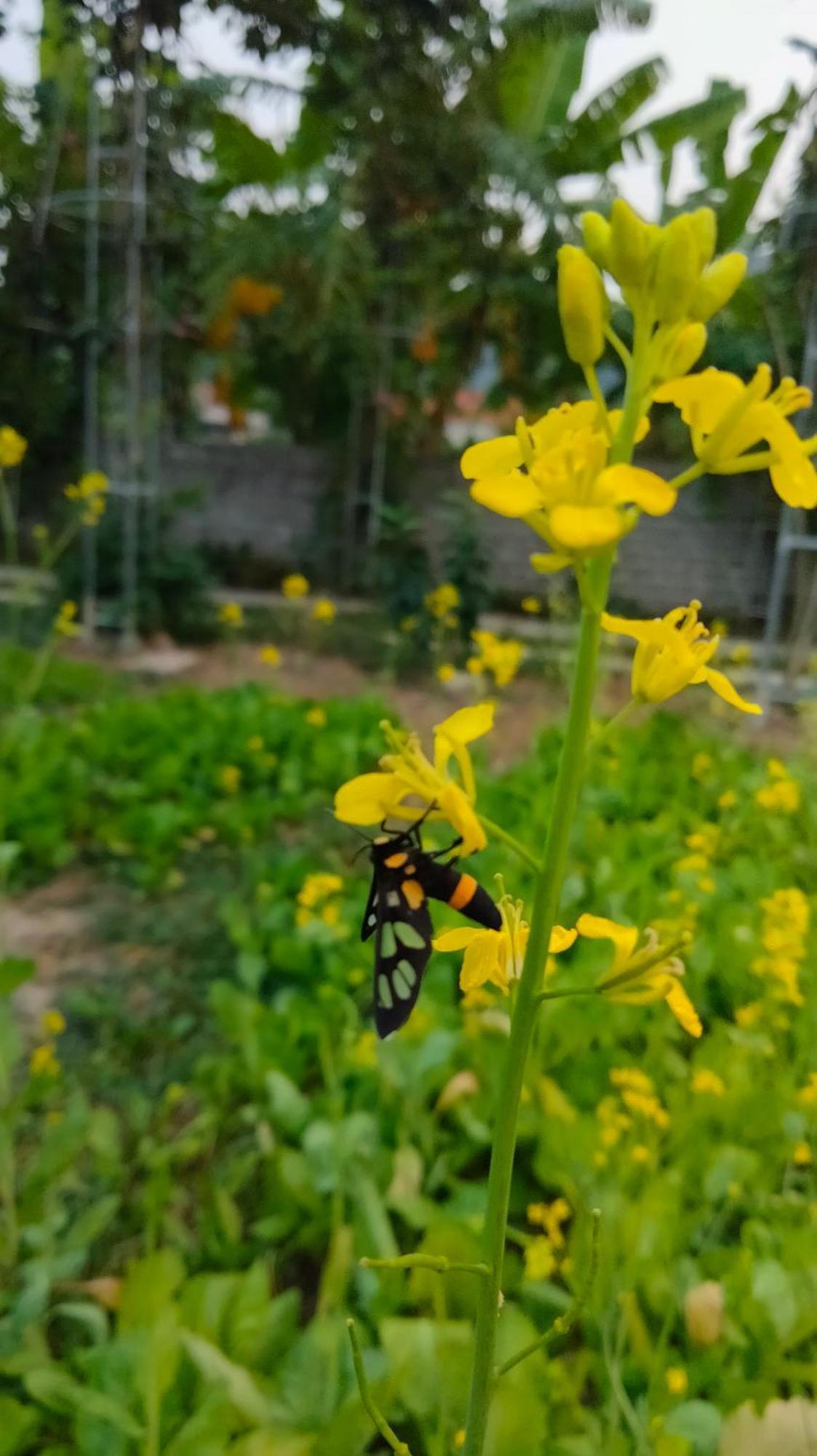 Hang Mua Eco Garden Xuan Son Luaran gambar