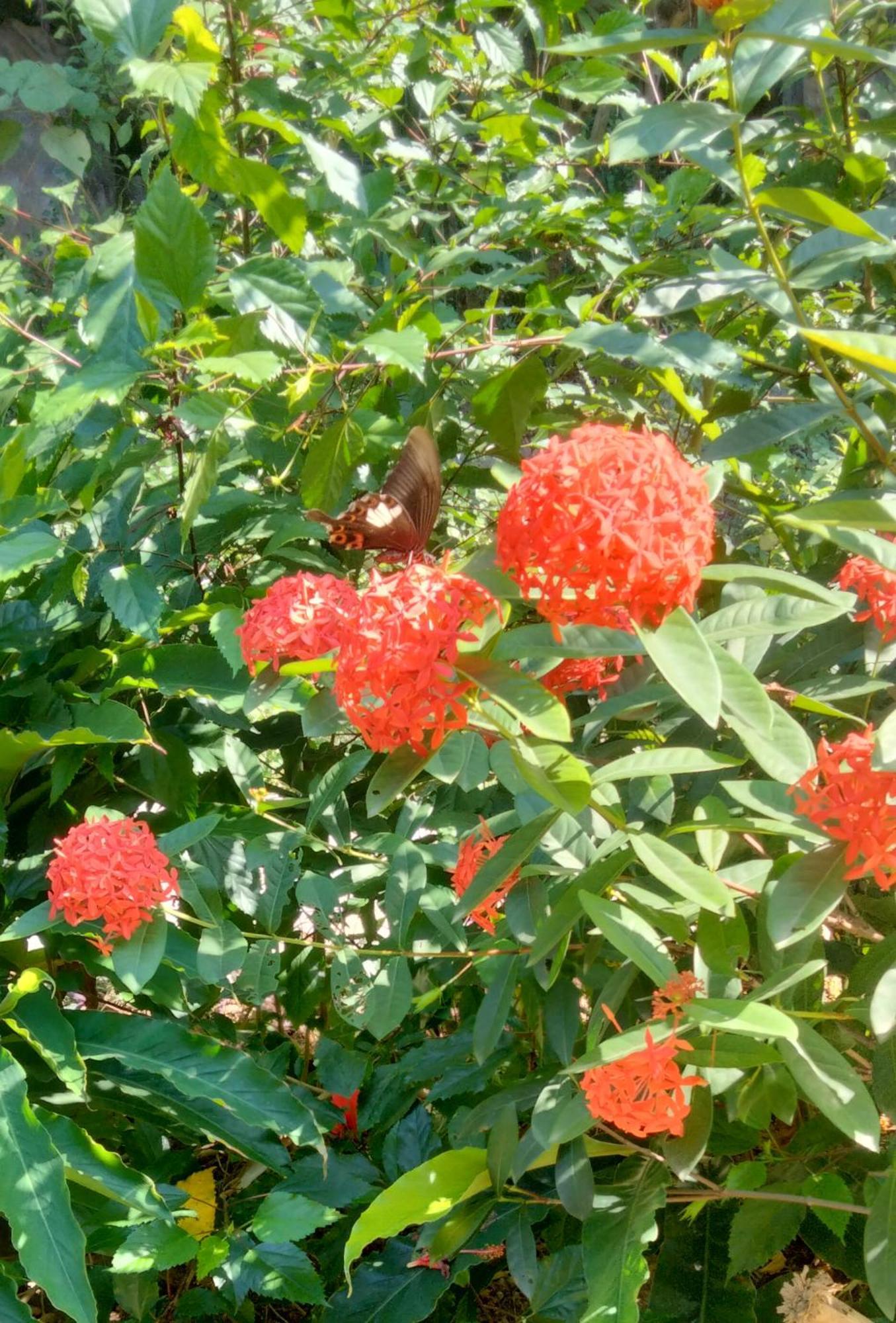 Hang Mua Eco Garden Xuan Son Luaran gambar