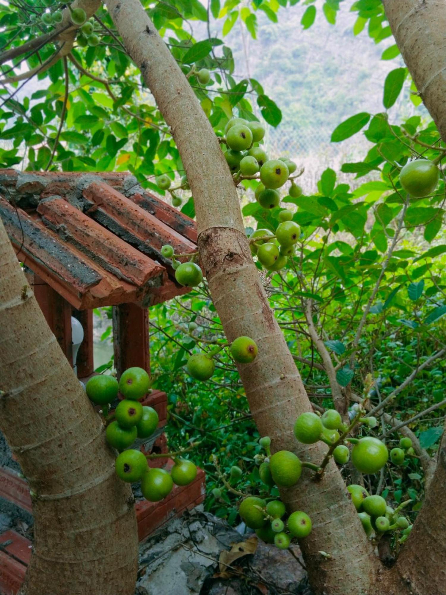 Hang Mua Eco Garden Xuan Son Luaran gambar