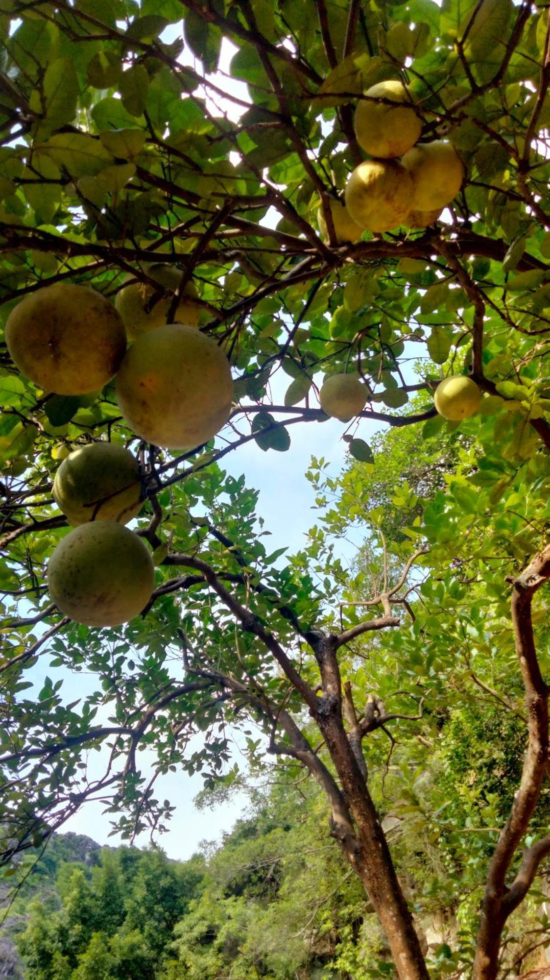 Hang Mua Eco Garden Xuan Son Luaran gambar